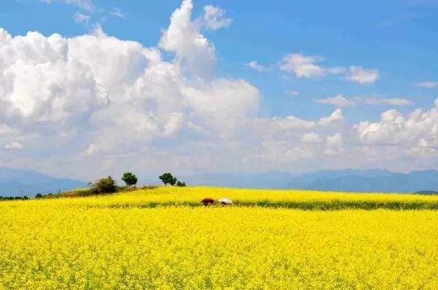 最江南的花海：惊艳不输婺源，情调不输威尼斯