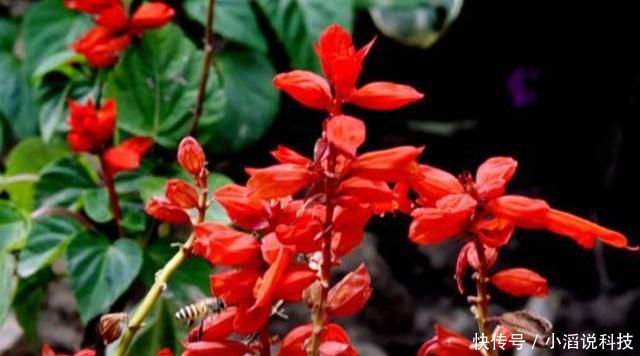 『阳台』适合养在阳台的3种花,晒得越狠开花越好,夏天也能赏花,美极了