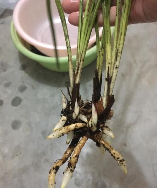  『惊喜不断』垃圾堆捡来烂根的兰花，水苔捂一捂，三个月全是水晶头，朋友羡慕