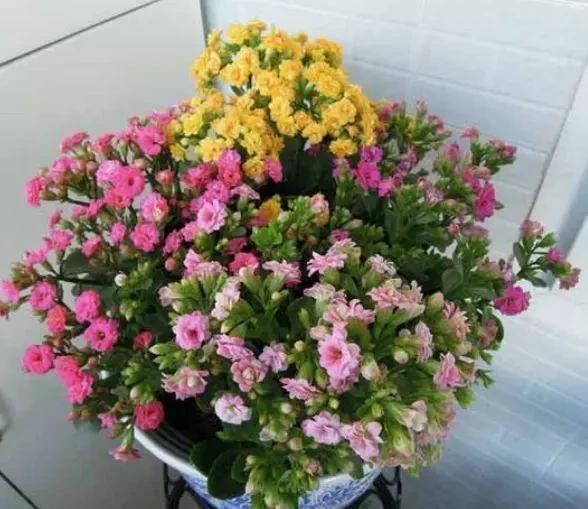 小技巧|这种过期药片,不要乱丢,给君子兰长寿花“吃”一点,花朵狂冒