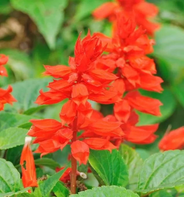 土壤■乡下常见的一种花，姥姥叫它“一串红”，花芯甜甜的，你吃过吗
