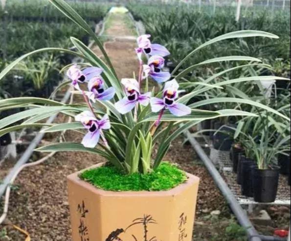 极致:这款兰花妖媚多姿,花姿婉约高雅,花朵冷艳动人,是养兰收藏首选