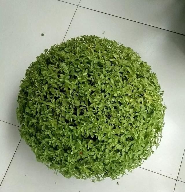  #长寿花#阳台花儿开败后，手痒剃个头，剃完就爆花，开成花球太惊艳！