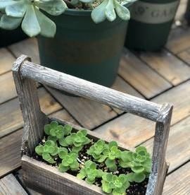 「室内」这种植物,能食用能驱蚊,香味浓甜惹人迷,家里养一盆,比绿萝强