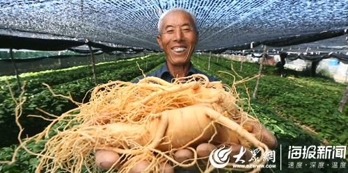 从8粒种子到5.5万亩，“文登西洋参”是怎样长成的？