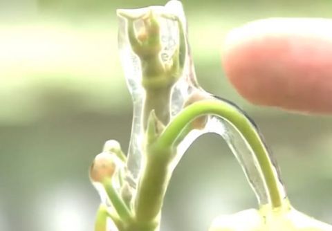 农村淤泥里长出来的野菜  真是闻所未闻