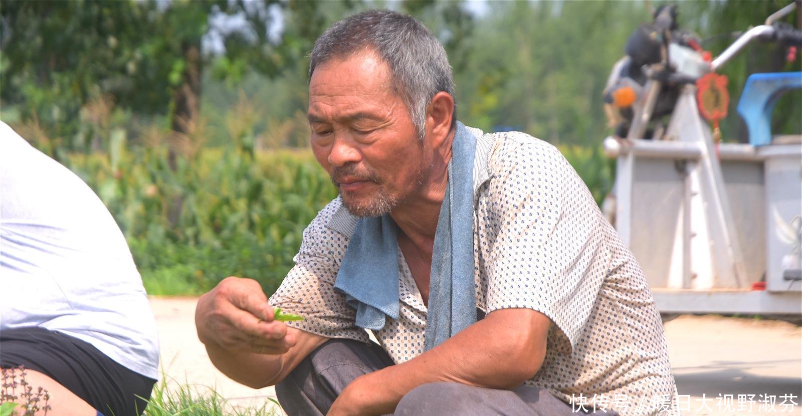  「香味」农村有种散发香味的植物，是常用中药材，野生的更值钱