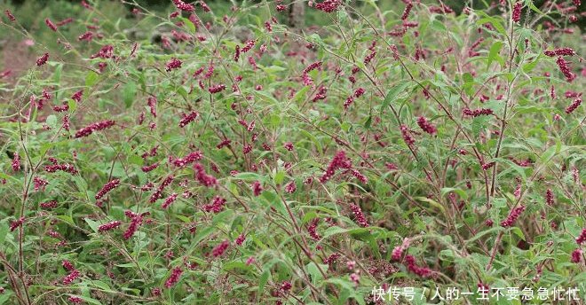 这种野草能让你徒手抓鱼, 而且天生就带辣味, 还能够防蚊虫