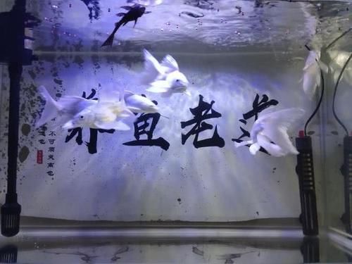  「小妙」饲养观赏鱼当某些条件达不到时，完全可以使用一些小妙招来代替