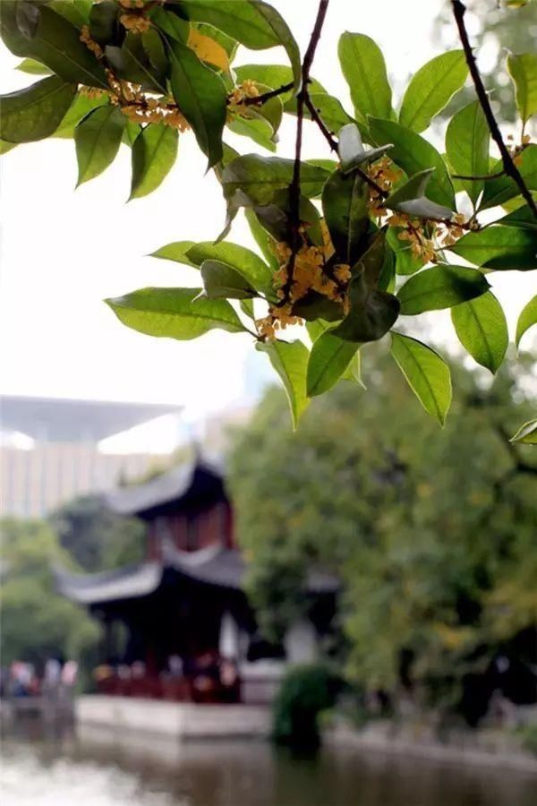  【花中】中国10大名花，哪个是你的最爱？