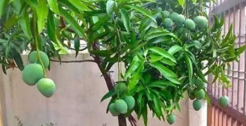  『拥有』在家也能种“芒果”，简单好栽种，结果量大，味道好，值得拥有！