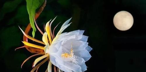 『泥炭土』盆栽昙花应该如何种植?用泥炭土草木灰最合适,肯定能养好