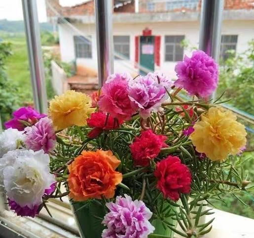  越多：5种“开花机器”,越晒花越多,阳台有一盆满屋都飘香