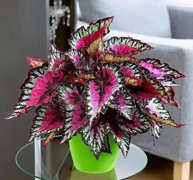 [绿萝]别再只养绿萝了！这八种观叶植物比花还美！