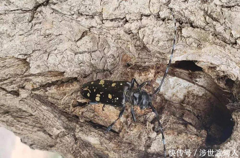 天牛■俗称“锯树郎”，曾是农业一大害虫，如今20元一只，你抓过吗！