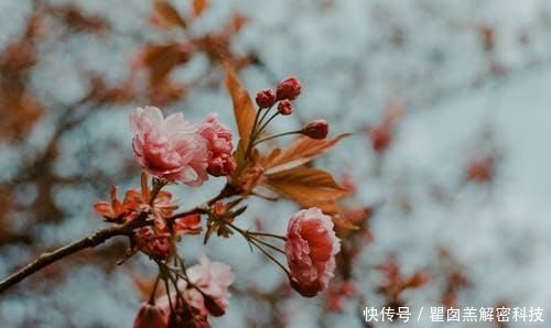 手机相机中的HDR是什么?喜欢拍照的要知道,用处真的很大