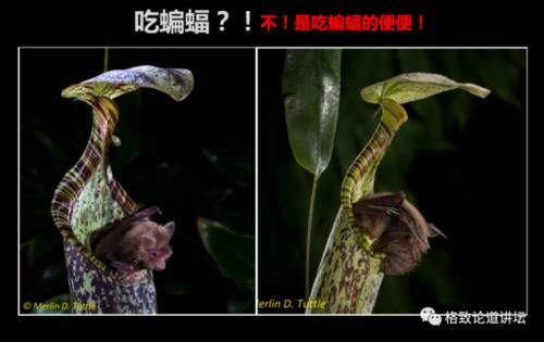  【一无所知】兰花是“骗子”？猪笼草是“坐便器”？或许你对植物的智慧一无所知