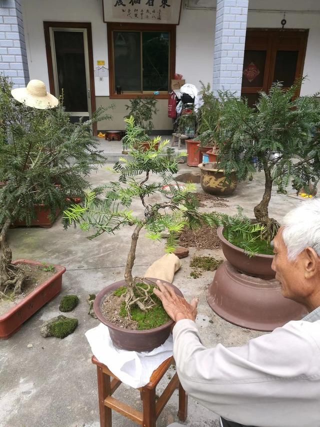  小伙：西施最爱的香榧 由这位“90”后小伙做成了盆景