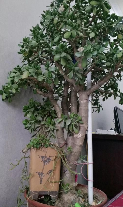  放在散射光好的地方■养了20年的玉树，杆子比大腿还粗，满树白花跟下雪了一样