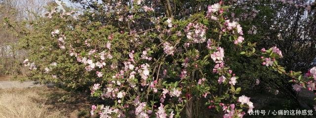 「丁香」海棠花、丁香、紫荆、桃花都开了,焦作这儿有1棵桃树开2色花