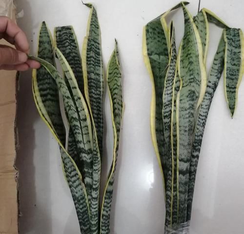  「虎皮」买的虎皮兰运输中折断了，立马扦插，超级爱活！