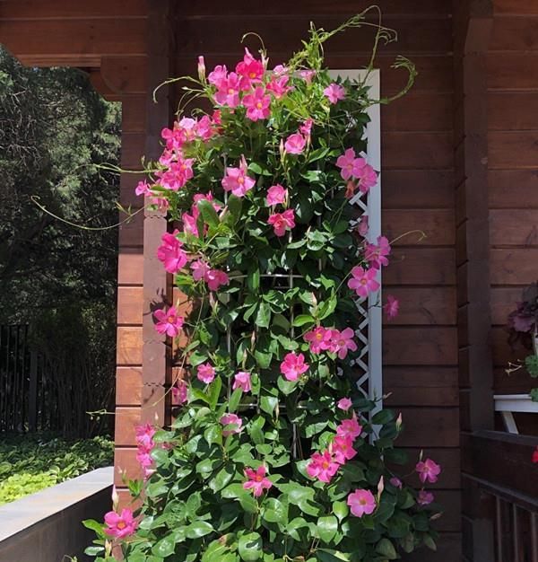  [藤本植物]最好养的藤本植物，扦插就能活，花朵清新美丽，全年开花不停！