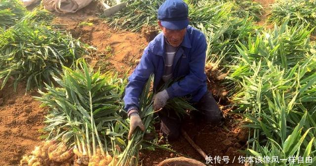 农民地里种它，亩产八千斤，一斤价格2元以上，亩收入万元