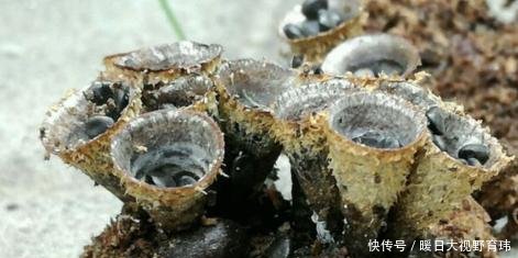 在山上务农，遇到了这种野生物，村里人说很珍贵，价值胜过一亩地