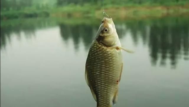  礼拜：国庆放假，看看我这套鲫鱼钓法，一个礼拜连钓6天，学着点
