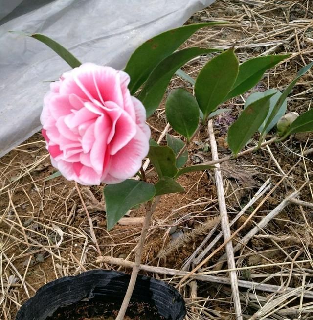  『扦插』一块钱免邮茶花长啥样？茶花牙签苗不能任你随性养，3点建议要听