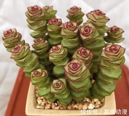  [养护]多肉“钱串子”，用这3个小妙招，一个“铜钱”也不掉