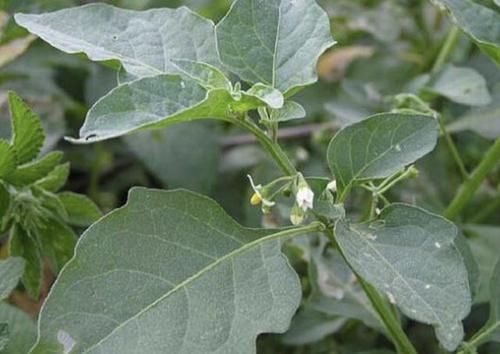 「植物」“1种野草”生长在农地里,被称为“黑天天”,有黑果子,奇特
