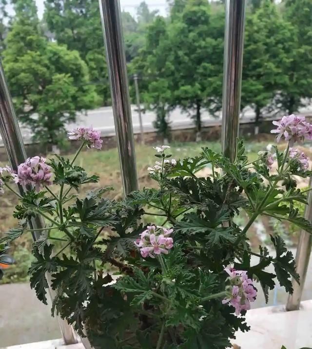 「有大」家里养3种花草,有大作用,既能观赏,驱蚊效果还非常好