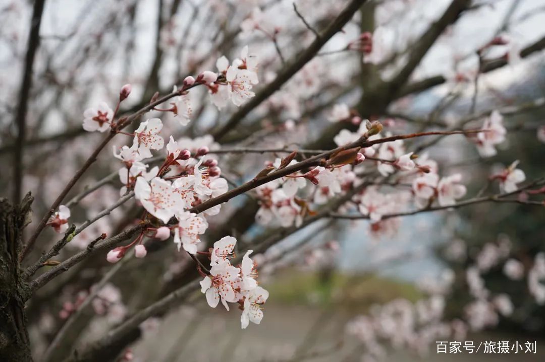  「游客」倒计时8天！清明小长假这13条小众宝藏线路，景色好，游客少！