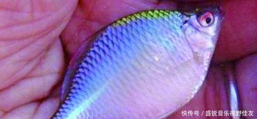  乡下人@乡下人以前嫌弃的小河鱼，如今变成稀缺货，几十块钱一斤