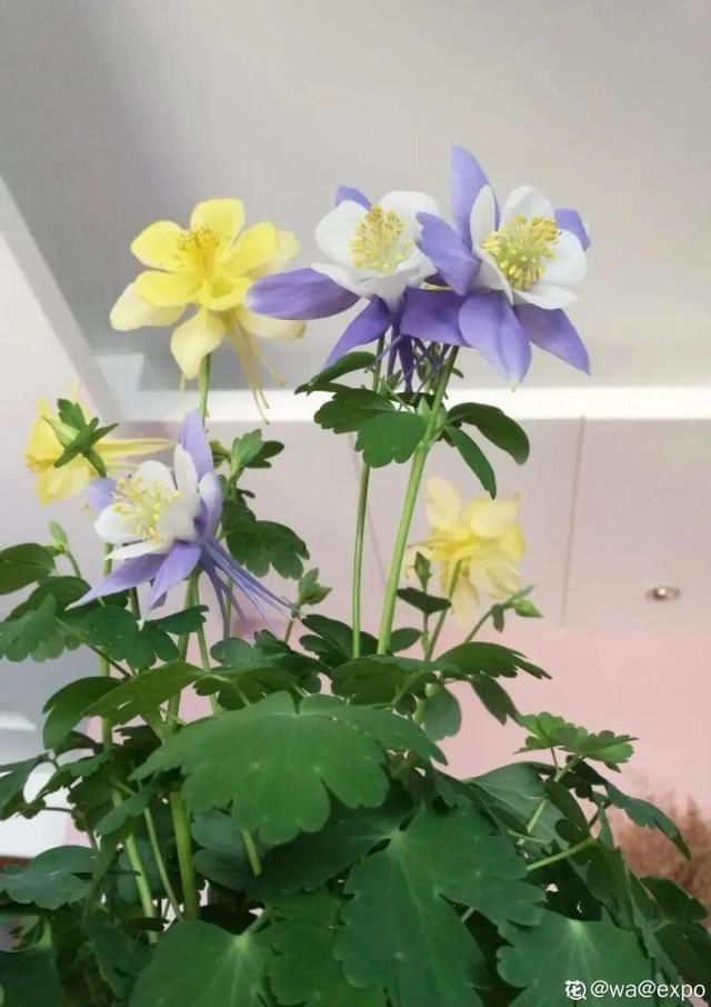  长达：这花名字土掉渣，开花却特美，花期长达3个月