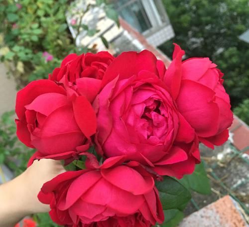 「艳丽」喜欢玫瑰,就优选“稀有玫瑰”假日公主,花开金光四射,格外艳丽