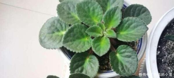 『开爆』初次养花没经验?紫罗兰盆栽最适合新手,注意3点砰砰花开爆盆