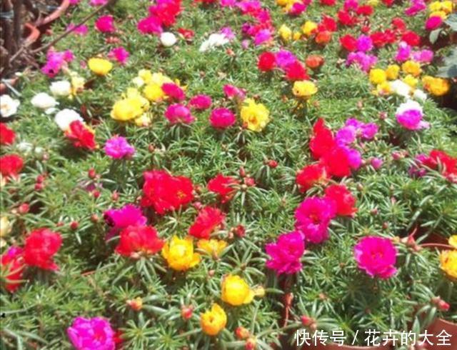 春天|春天阳台栽3种花,开花一茬接一茬,长期有花赏