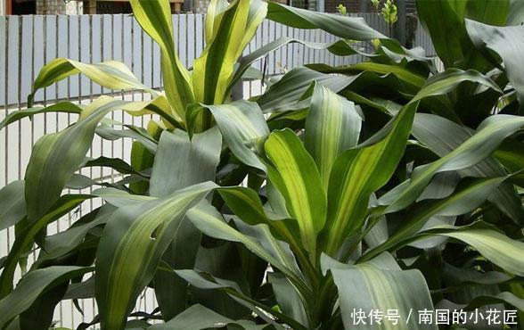 「修长」叶子修长逼格高的也门铁,这样养长得好,满盆绿叶真养眼