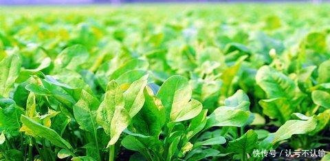 『蔬菜』阳台种蔬菜,秋天就选这4种,新叶蹭蹭长,秋冬能吃好几茬!