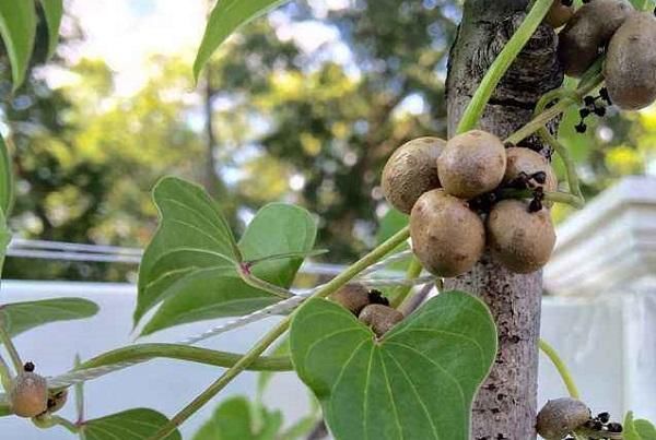  【抢手货】人称零余子，儿时当玩具玩，如今价格翻倍，5元一斤成