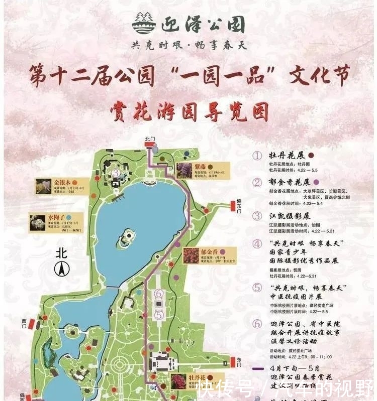 品种:郁金香花展、牡丹花展……迎泽公园“文化节”有看头