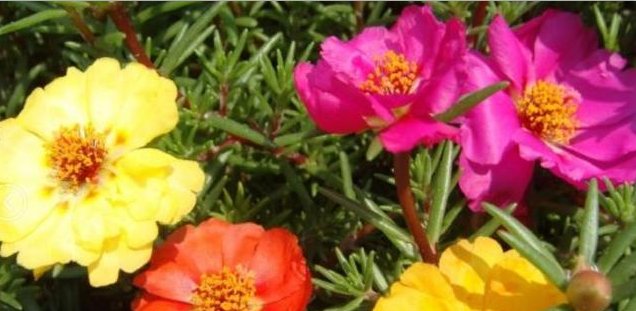  『阳光』这几种花卉适宜夏季种，爆盆快！快速让您阳台浪漫满屋、花香四溢