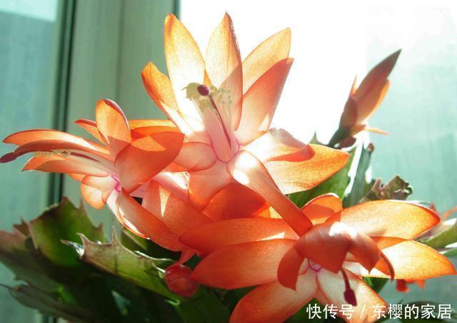  夏天的时|蟹爪兰还没冒花苞，叶子全“黄了”，教你几招就解决