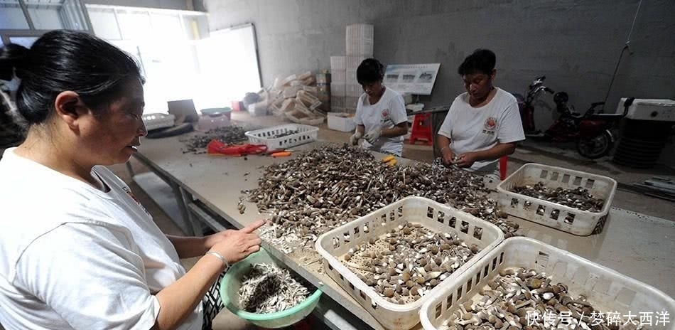  「鼓吹」人称“菌中之王”，只长在白蚁穴旁，商家鼓吹可人工种