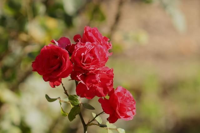  「绿萝」这三种花，一年四季能开花！而且比绿萝还好养、还长得