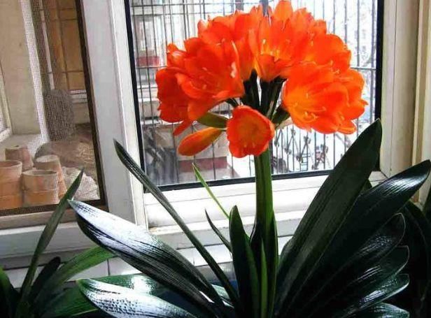  #浇死#“此3种花”养不好，其实都是浇水浇死的，你有中招吗？