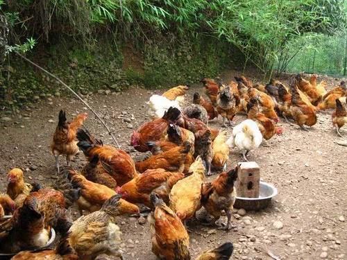 农村俗语：下蛋鸭子飞过河，下蛋母鸡小秤砣，啥意思？有道理吗？