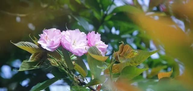  放下压力：养花是一种心情 一种生活的态度